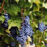 ЛИВАДИЙСКИЙ ЧЁРНЫЙ_0x160 Любимый сад